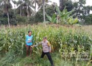 IPTU Raja Kaya Haloho Dorong Ketahanan Pangan, Bhabinkamtibmas Turun Langsung Cek Jagung Warga