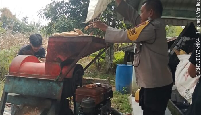 Polri Dukung Swasembada Pangan, Bhabinkamtibmas Siantar Barat Sambangi Ladang Jagung Warga