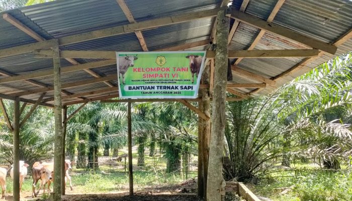 Iuran Rp200 Ribu Dipersoalkan, Ketua Kelompok Tani Melati VI Buka Suara: Untuk Obat Sapi, Bukan Kepentingan Pribadi