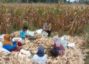 Dihantam Kemarau dan Hama, Petani Jagung di Siantar Bertahan dengan Harapan