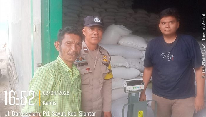 Polsek Siantar Marihat Dampingi Penjualan Jagung Petani Binaan ke Bulog