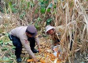 Kapolsek Raja Haloho: Panen Jagung Warga Belum Maksimal, Ini Penyebabnya