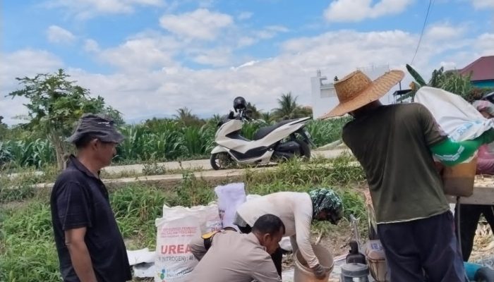 Dukung Ketahanan Pangan, Polsek Siantar Marihat Monitoring Panen Jagung Warga
