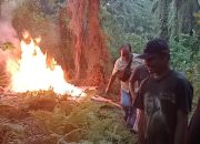 Polsek Bosar Maligas Gerebek dan Musnahkan Gubuk Diduga Lapak Narkoba di Nagori Boluk