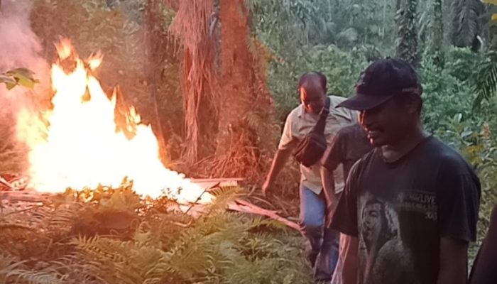 Polsek Bosar Maligas Gerebek dan Musnahkan Gubuk Diduga Lapak Narkoba di Nagori Boluk