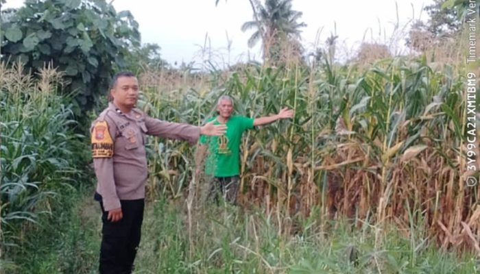 Bhabinkamtibmas Polsek Siantar Martoba Monitoring Ladang Jagung Warga di Jalan Sibatu Batu