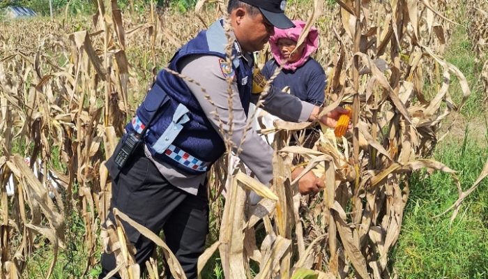 Saat Panen Tak Bersahabat, Polisi Hadir di Tengah Petani Jagung Simarimbun