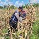 Saat Panen Tak Bersahabat, Polisi Hadir di Tengah Petani Jagung Simarimbun