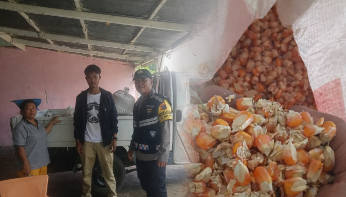Polsek Siantar Marihat Dampingi Petani Jual 512 Kg Jagung ke Bulog
