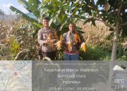 Bhabinkamtibmas Polsek Siantar Selatan Monitoring Panen Jagung Petani Binaan