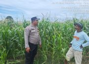 Bhabinkamtibmas Polsek Siantar Marihat Sambangi Petani Jagung Binaan Dukung Ketahanan Pangan