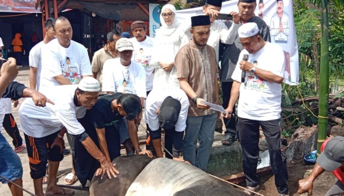 Sri Rahmawati dan Bobby Nasution Tebar Berkah Iduladha di Siantar, Sapi Kurban 1,3 Ton Dibagikan untuk 700 Warga