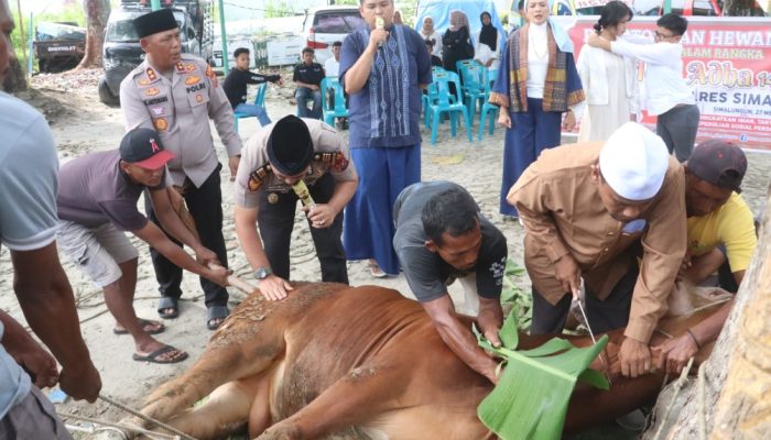 Polres Simalungun Sembelih 12 Ekor Sapi dan 13 Kambing Kurban, Bagikan 1.200 Paket Daging