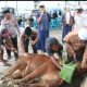 Polres Simalungun Sembelih 12 Ekor Sapi dan 13 Kambing Kurban, Bagikan 1.200 Paket Daging