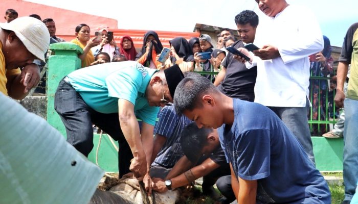 Bupati Simalungun Sembelih 10 Ekor Sapi Kurban, Perkuat Semangat Kebersamaan di Idul Adha 1447 H