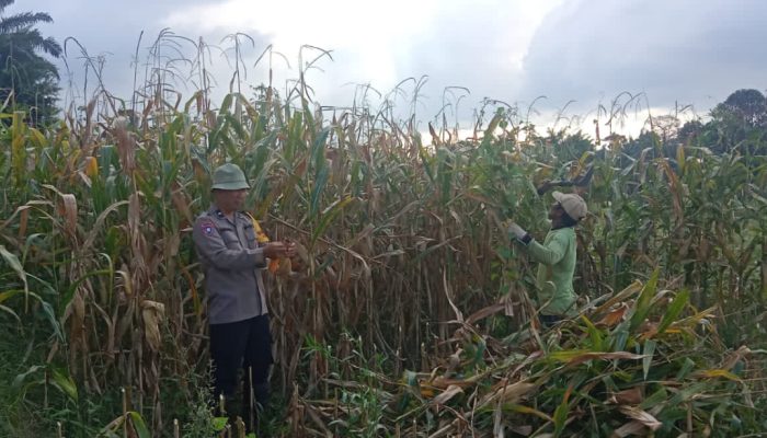 Dukung Program Ketahanan Pangan, Bhabinkamtibmas Polsek Siantar Barat Panen Jagung Bersama Petani Binaan