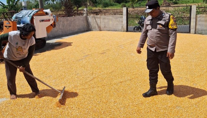 Dukung Ketahanan Pangan, Bhabinkamtibmas Polsek Siantar Marihat Sambangi Petani Jagung di Simarimbun