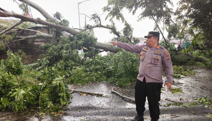 Pohon Raksasa Tumbang Timpa Rumah dan Tutup Jalan Melanthon Siregar, Kapolsek Siantar Marihat Turun Langsung Pimpin Evakuasi
