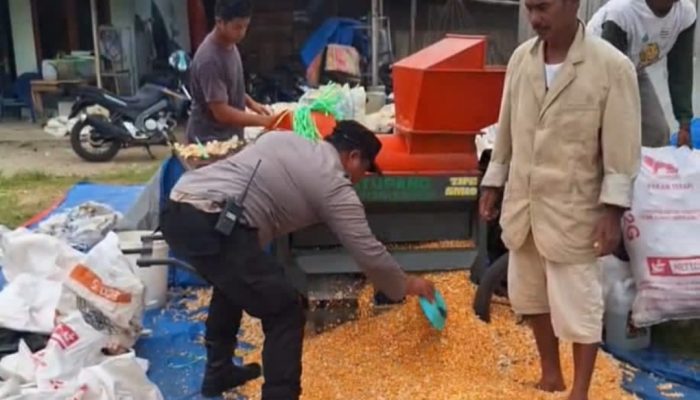 Dukung Ketahanan Pangan, Bhabinkamtibmas Polsek Siantar Marihat Dampingi Petani Jagung Saat Pengolahan Hasil Panen
