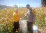 Dukung Ketahanan Pangan, Bhabinkamtibmas Siantar Marihat Pantau Panen Jagung Petani Binaan