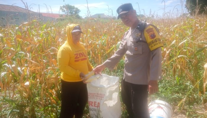 Dukung Ketahanan Pangan, Bhabinkamtibmas Siantar Marihat Pantau Panen Jagung Petani Binaan