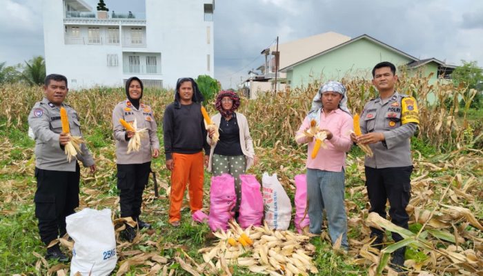 Kapolsek Siantar Selatan Panen Jagung Bersama Petani Binaan, Dorong Penjualan Hasil Panen ke Bulog