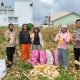 Kapolsek Siantar Selatan Panen Jagung Bersama Petani Binaan, Dorong Penjualan Hasil Panen ke Bulog