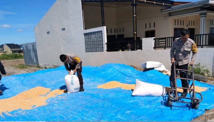 Dukung Program Ketahanan Pangan, Kapolsek Siantar Selatan Bantu Petani Binaan Jemur Hasil Panen Jagung