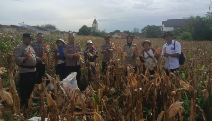 Dukung Ketahanan Pangan, Kapolsek Siantar Selatan Turun Langsung Bantu Panen Jagung Petani Binaan