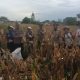 Dukung Ketahanan Pangan, Kapolsek Siantar Selatan Turun Langsung Bantu Panen Jagung Petani Binaan