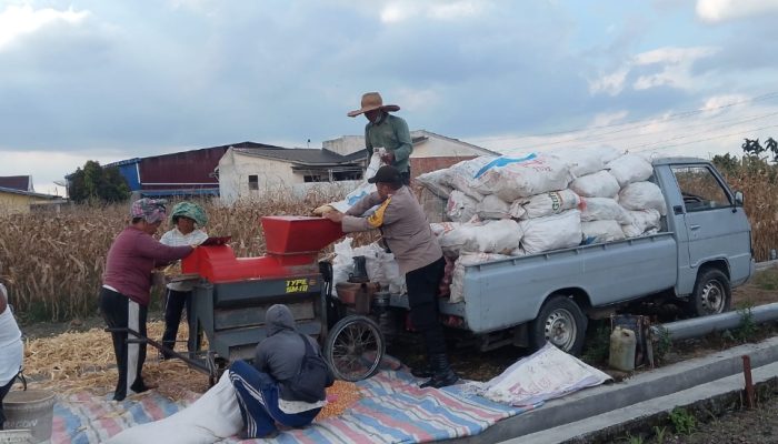 Bhabinkamtibmas Polsek Siantar Selatan Dampingi Petani Jagung, Dorong Penjualan Hasil Panen ke Bulog
