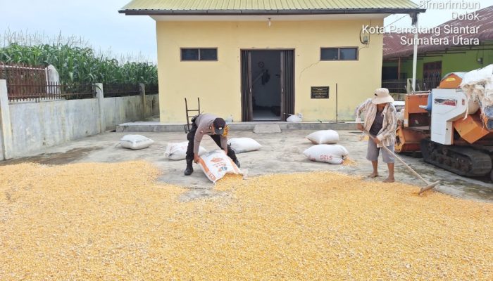 Dukung Ketahanan Pangan, Bhabinkamtibmas Siantar Marihat Sambangi Petani Jagung Binaan