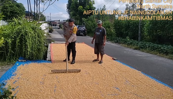 Bhabinkamtibmas Polsek Siantar Selatan AIPTU Untung J.F. Nainggolan Bantu Petani Jemur Hasil Panen Jagung