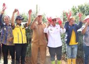 Bupati Simalungun Panen Raya Cabai Lokal Siboras, Siap Dorong Komoditas Unggulan Tingkatkan Kesejahteraan Petani
