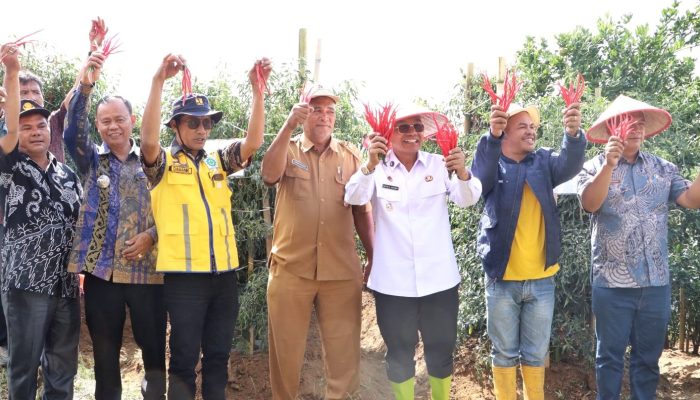 Bupati Simalungun Panen Raya Cabai Lokal Siboras, Siap Dorong Komoditas Unggulan Tingkatkan Kesejahteraan Petani