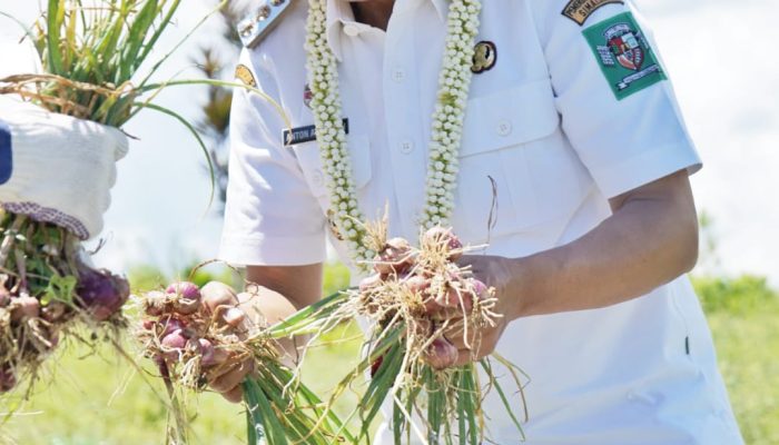 Bupati Simalungun Serahkan Alsintan dan Pimpin Panen Raya Bawang Merah di Dolog Masagal