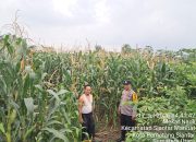 Bhabinkamtibmas Polsek Siantar Timur Cek Lahan Jagung Petani Binaan, Dukung Program Ketahanan Pangan