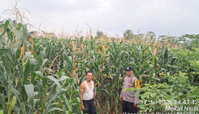 Bhabinkamtibmas Polsek Siantar Timur Cek Lahan Jagung Petani Binaan, Dukung Program Ketahanan Pangan