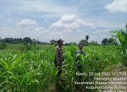 Dukung Program Ketahanan Pangan, Bhabinkamtibmas Polsek Siantar Utara Cek Lahan Jagung Petani Binaan