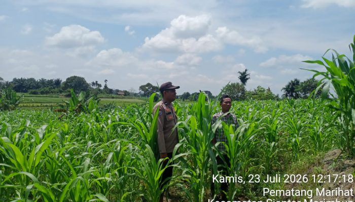 Dukung Program Ketahanan Pangan, Bhabinkamtibmas Polsek Siantar Utara Cek Lahan Jagung Petani Binaan