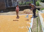 Bhabinkamtibmas Polsek Siantar Marihat Monitoring Hasil Panen Jagung Petani Binaan
