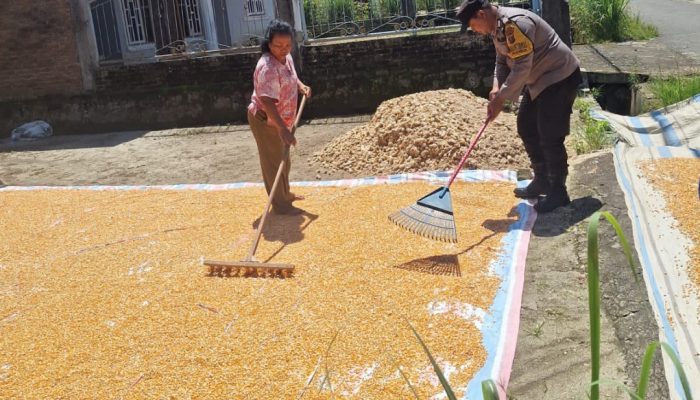 Bhabinkamtibmas Polsek Siantar Marihat Monitoring Hasil Panen Jagung Petani Binaan