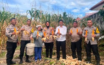 Kapolsek Siantar Selatan Panen Jagung Bersama Warga, Dukung Program Ketahanan Pangan