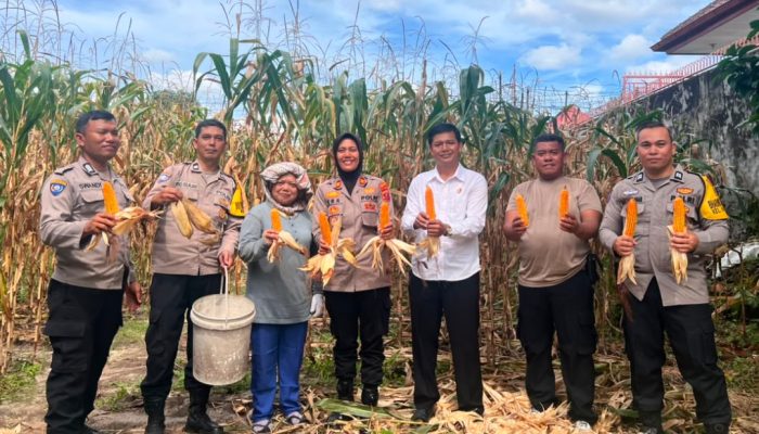Kapolsek Siantar Selatan Panen Jagung Bersama Warga, Dukung Program Ketahanan Pangan