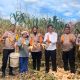 Kapolsek Siantar Selatan Panen Jagung Bersama Warga, Dukung Program Ketahanan Pangan