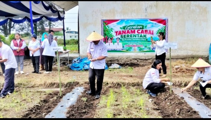 Jaga Ketersediaan dan Pasokan Cabai, Pemkab Simalungun Laksanakan Gerakan Tanam Cabai Merah Serentak