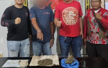 Polsek Gunung Malela Amankan Pria 46 Tahun, Ratusan Paket Ganja Disita